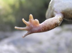 Discoglosso sardo